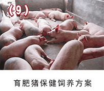 育肥豬保健飼養(yǎng)方案